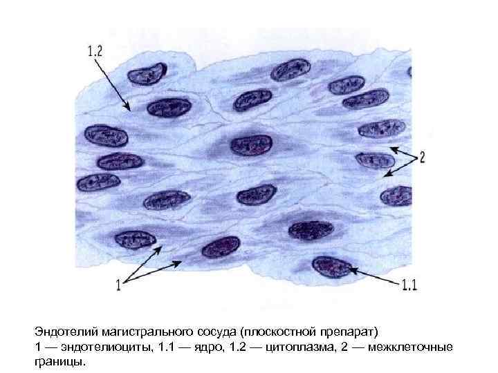 Сосуд гистология рисунок