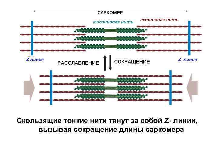 Презентация механизм мышечного сокращения