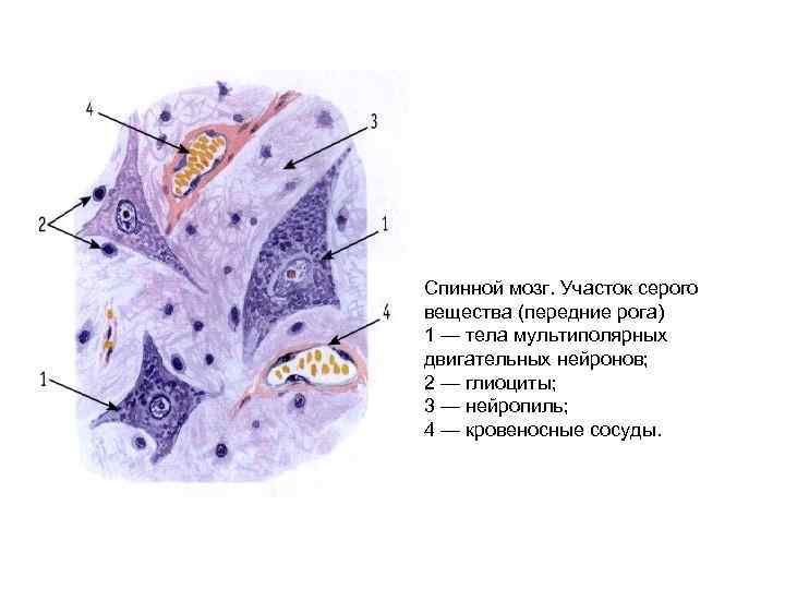 Спинной мозг. Участок серого вещества (передние рога) 1 — тела мультиполярных двигательных нейронов; 2