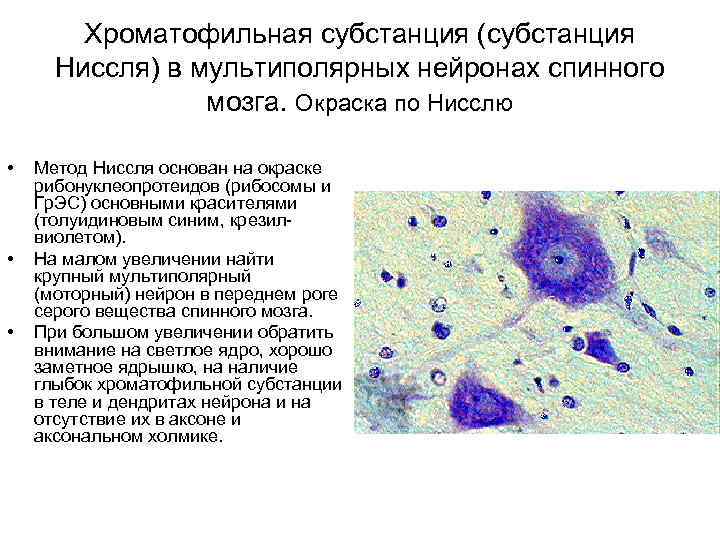 Хроматофильная субстанция (субстанция Ниссля) в мультиполярных нейронах спинного мозга. Окраска по Нисслю • •