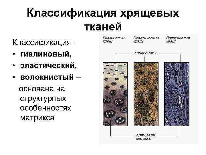 Классификация хрящевых тканей Классификация • гиалиновый, • эластический, • волокнистый – основана на структурных