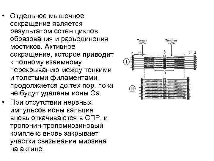  • Отдельное мышечное сокращение является результатом сотен циклов образования и разъединения мостиков. Активное