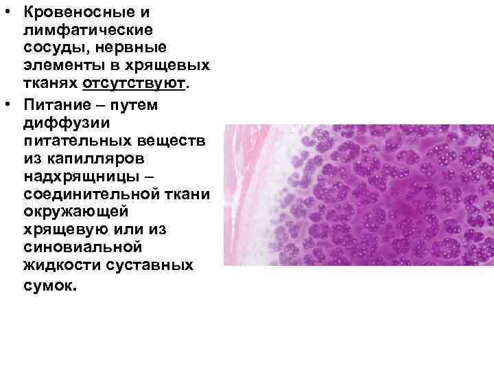  • Кровеносные и лимфатические сосуды, нервные элементы в хрящевых тканях отсутствуют. • Питание