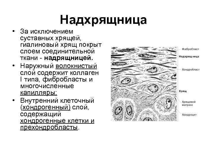 Надхрящница • За исключением суставных хрящей, гиалиновый хрящ покрыт слоем соединительной ткани - надрящницей.