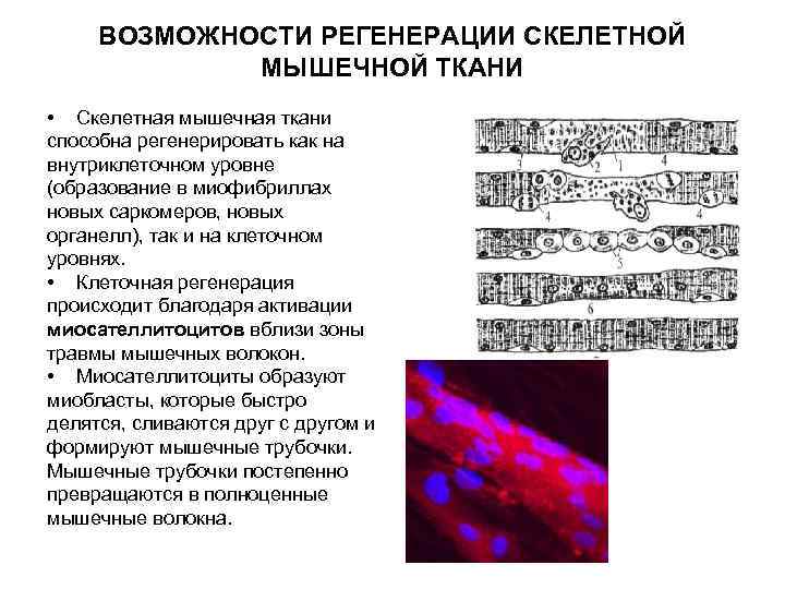 Счет клеток. Физиологическая регенерация сердечной мышечной ткани. Физиологическая регенерация скелетной мышечной ткани. Регенерация мышечной ткани патанатомия. Возможности регенерации скелетной мышечной ткани.