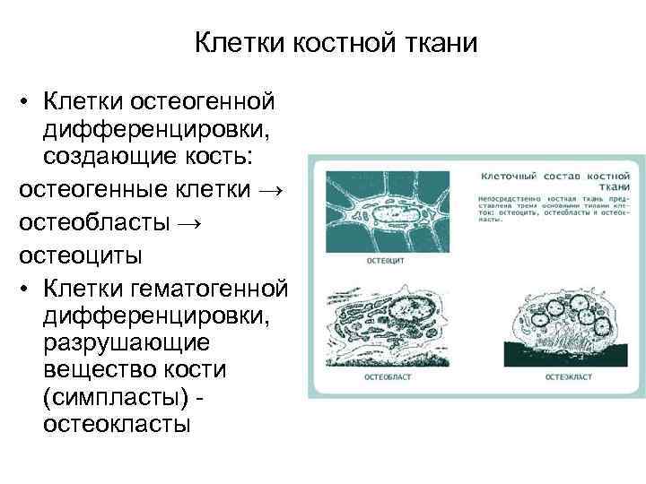 Клетки костной ткани • Клетки остеогенной дифференцировки, создающие кость: остеогенные клетки → остеобласты →