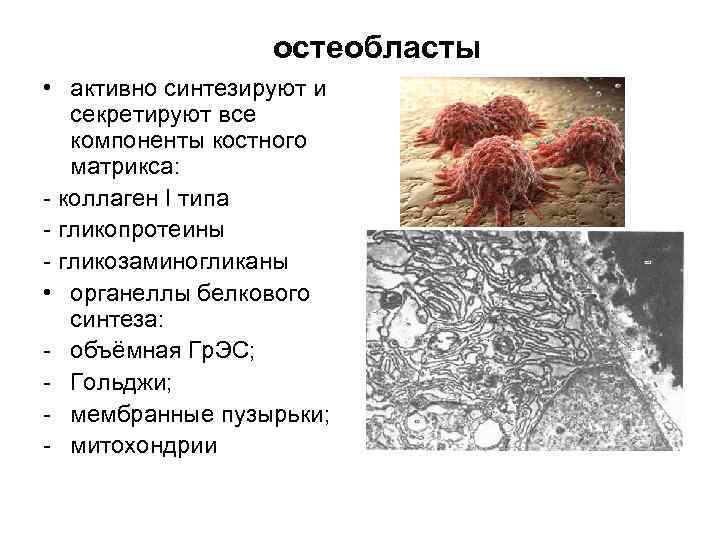 остеобласты • активно синтезируют и секретируют все компоненты костного матрикса: - коллаген I типа
