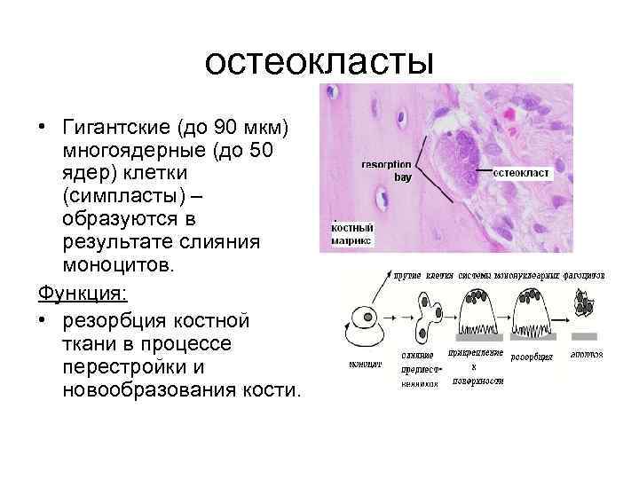 Схема строение остеокласта