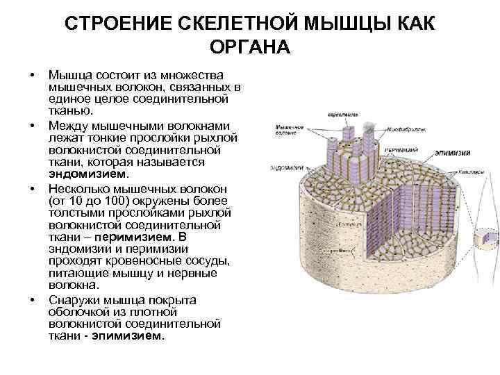 СТРОЕНИЕ СКЕЛЕТНОЙ МЫШЦЫ КАК ОРГАНА • • Мышца состоит из множества мышечных волокон, связанных