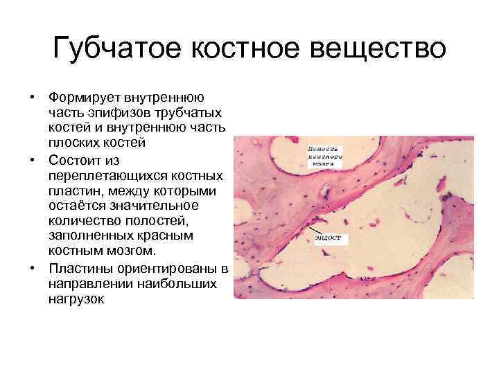 Губчатое костное вещество • Формирует внутреннюю часть эпифизов трубчатых костей и внутреннюю часть плоских