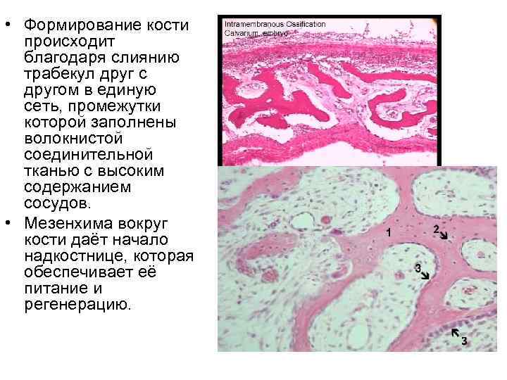  • Формирование кости происходит благодаря слиянию трабекул друг с другом в единую сеть,