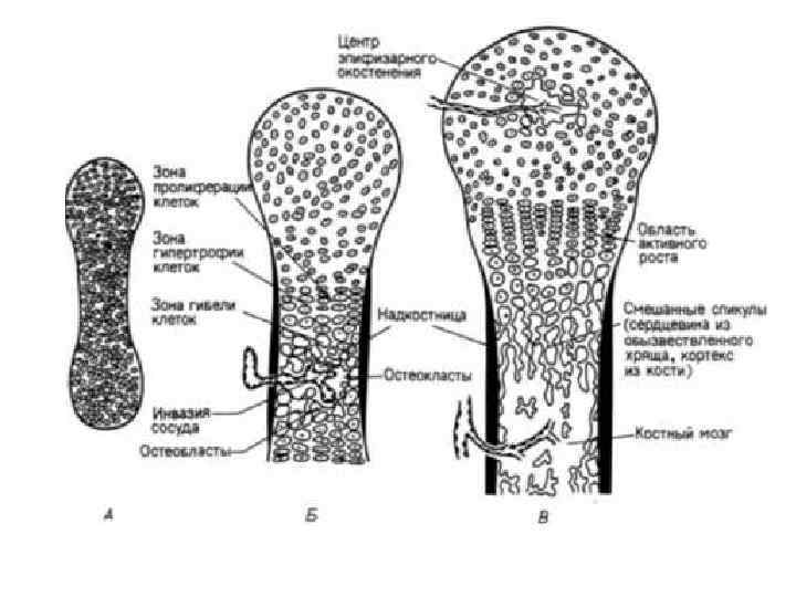 Схема непрямого остеогенеза гистология