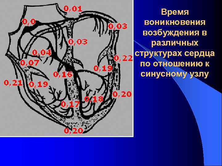 Время воникновения возбуждения в различных структурах сердца по отношению к синусному узлу 
