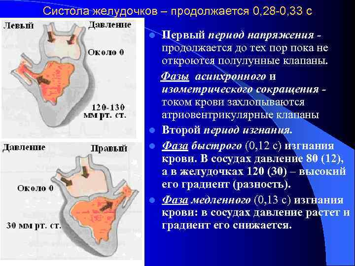 Систола желудочков – продолжается 0, 28 -0, 33 с Первый период напряжения продолжается до