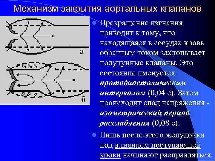 Механизм закрытия аортальных клапанов Прекращение изгнания приводит к тому, что находящаяся в сосудах кровь
