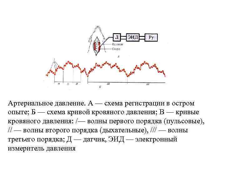 Артериальное давление. А — схема регистрации в остром опыте; Б — схема кривой кровяного