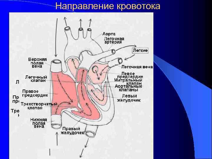 Направление кровотока 