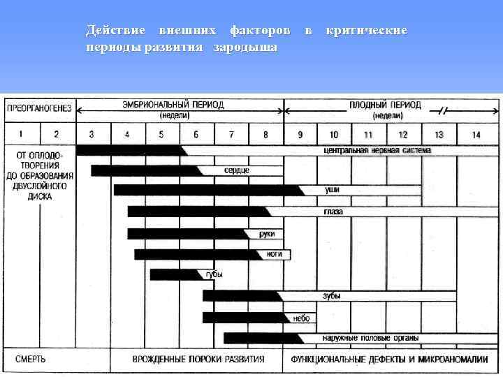 Действие внешних факторов в критические периоды развития зародыша 