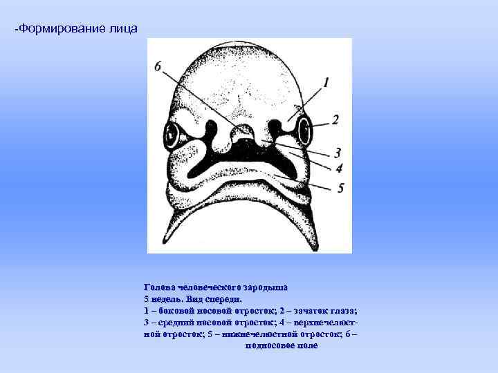 Формирование лица. Голова человеческого зародыша вид спереди. Формирование лица эмбриона. Формирование лица эмбриона человека. Развитие лица у эмбриона человека.