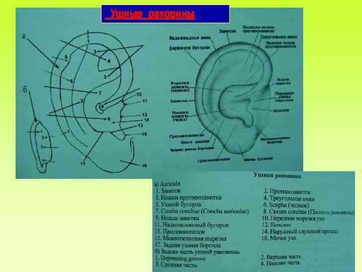 Ушные раковины 