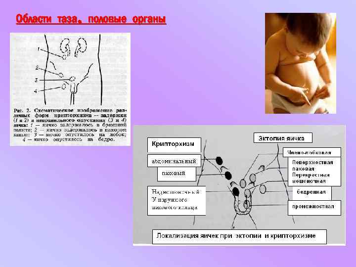 Области таза, половые органы 