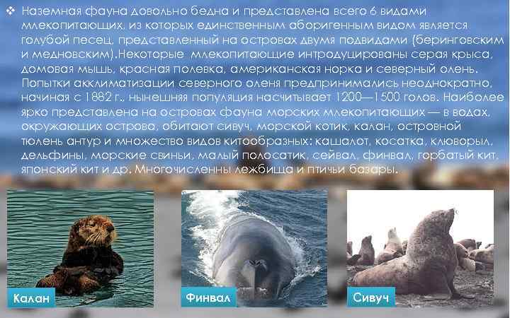 v Наземная фауна довольно бедна и представлена всего 6 видами млекопитающих, из которых единственным