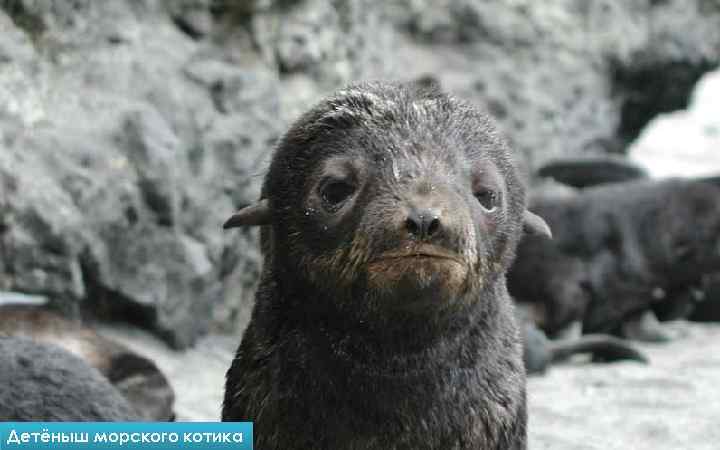 Северо-Западное лежбище Детёныш морского котика на острове Беринга 
