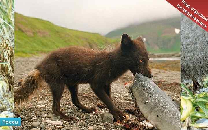по ис д че угр зн оз ов ой ен ия Песец 