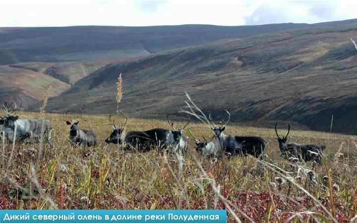 Дикий северный олень в долине реки Полуденная 