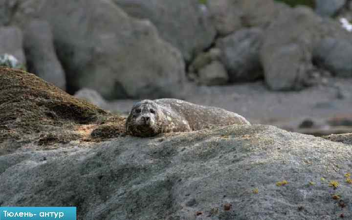 Тюлень- антур 