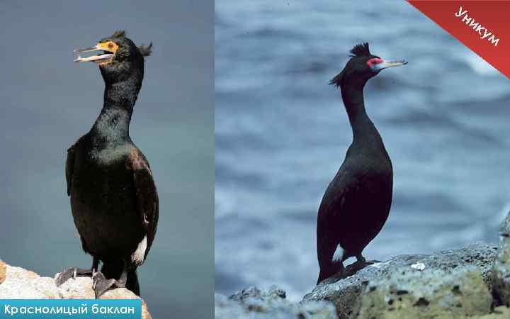 Ун ик Краснолицый баклан ум 