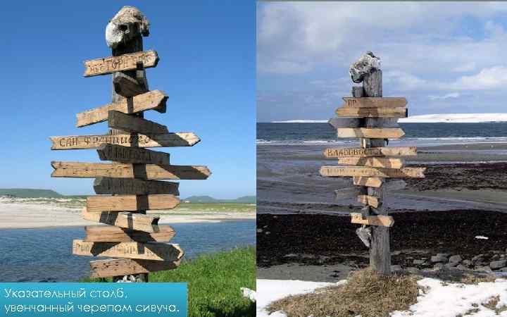 Указательный столб, увенчанный черепом сивуча. 
