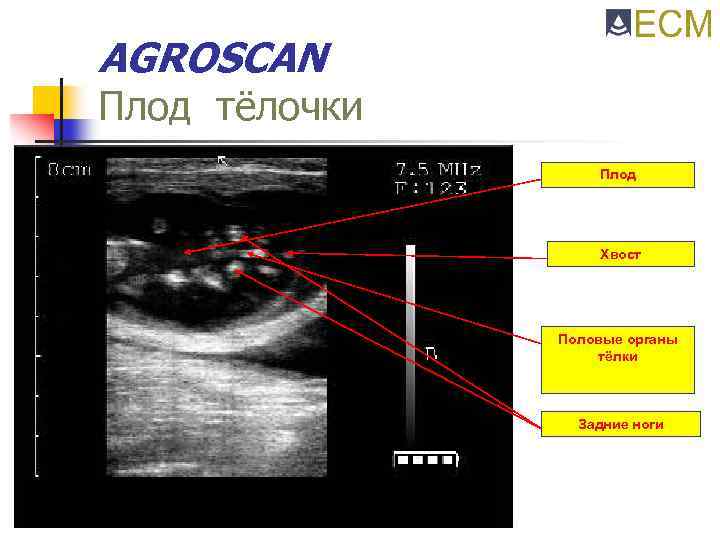 AGROSCAN Плод тёлочки Плод Хвост Половые органы тёлки Задние ноги 