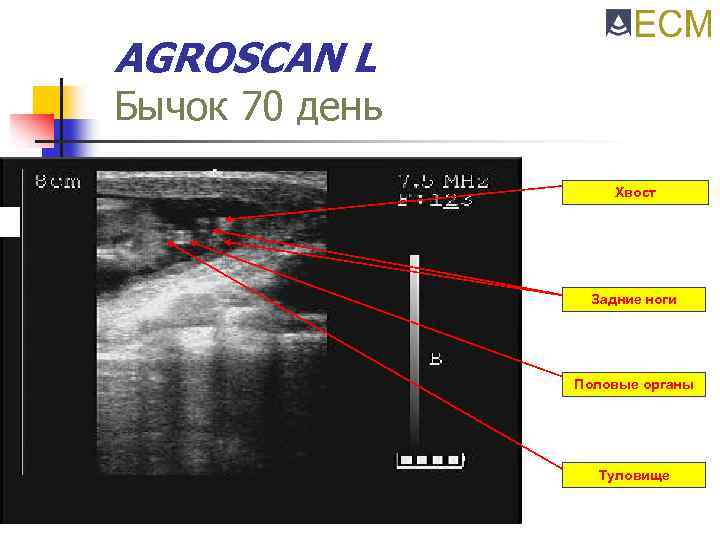 AGROSCAN L Бычок 70 день Хвост Задние ноги Половые органы Туловище 
