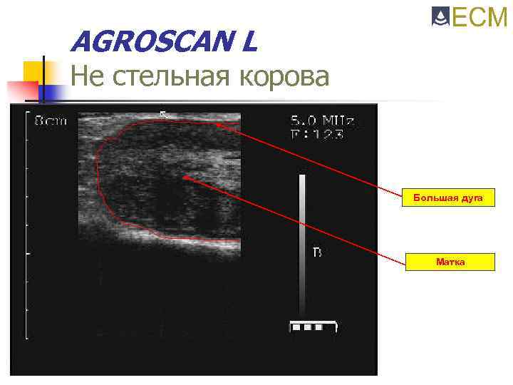 AGROSCAN L Не стельная корова Большая дуга Матка 