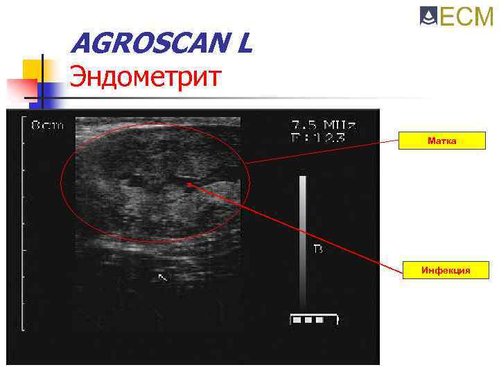 AGROSCAN L Эндометрит Матка Инфекция 