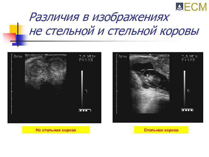 Различия в изображениях не стельной и стельной коровы Не стельная корова Стельная корова 