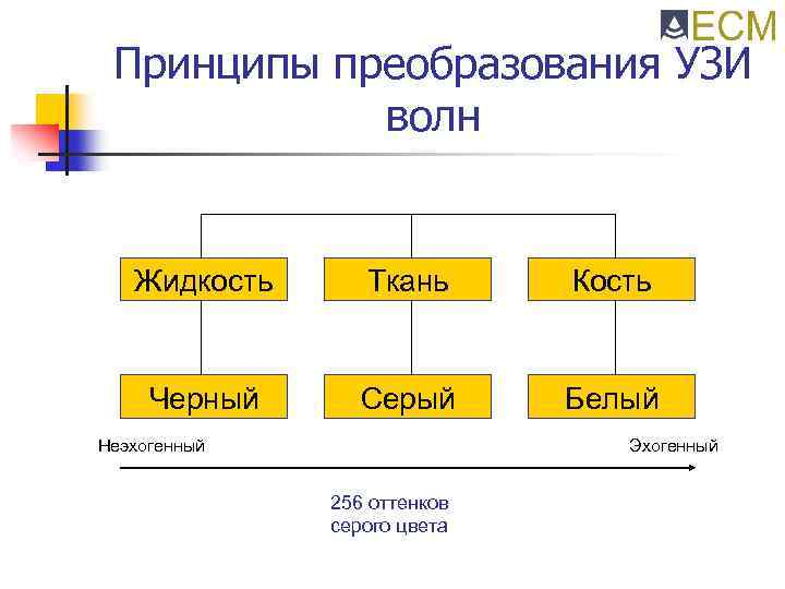 Принципы преобразования УЗИ волн Жидкость Ткань Кость Черный Серый Белый Неэхогенный Эхогенный 256 оттенков