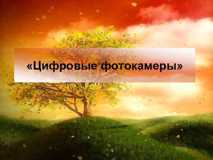  «Цифровые фотокамеры» 