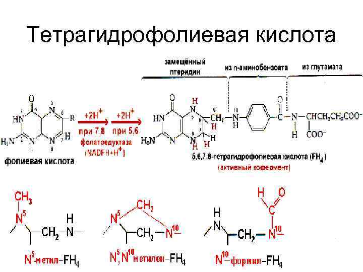 Тетрагидрофолиевая кислота 