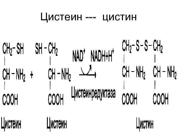 Цистеин --- цистин 