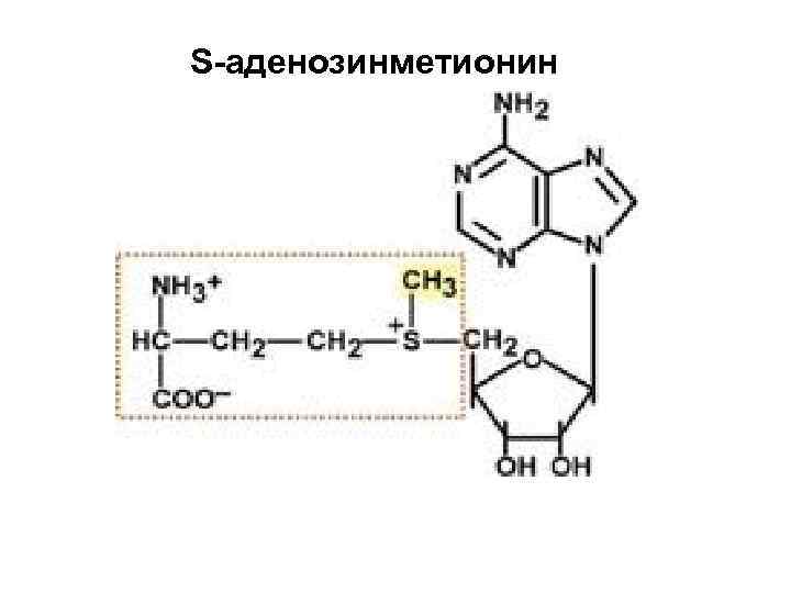 S-аденозинметионин 