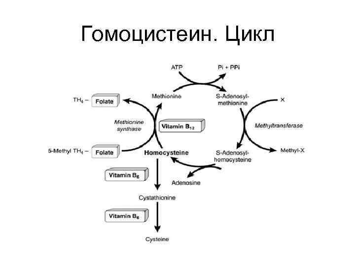 Гомоцистеин. Цикл 