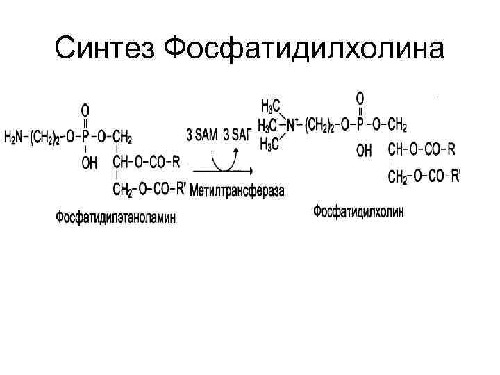 Синтез Фосфатидилхолина 