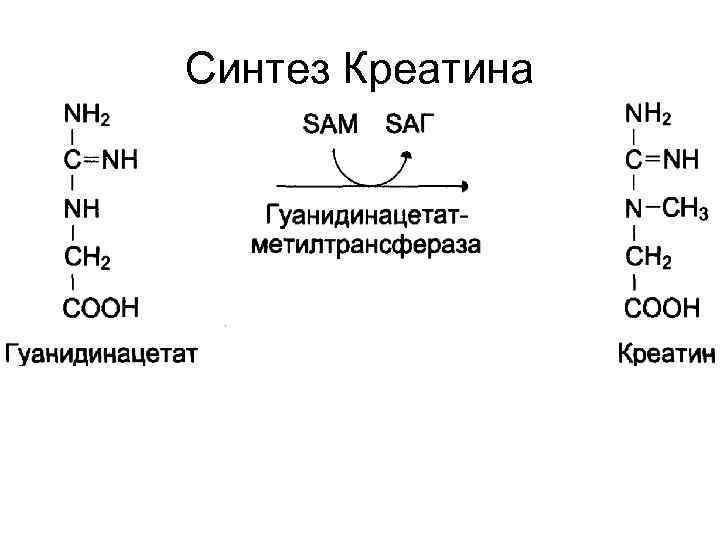 Синтез креатинина. Гуанидинацетат. Гуанидинацетат в креатин. Синтез креатина. Синтез креатина и креатинфосфата.