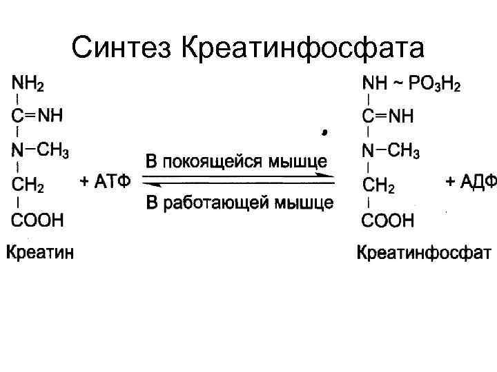 Синтез Креатинфосфата 