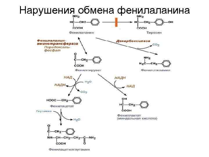 Нарушение метаболизма фенилаланина. Схема альтернативного пути метаболизма фенилаланина.. Пути метаболизма фенилаланина и тирозина. Пути метаболизма фенилаланина – в тирозин и альтернативный (. Обмен фенилаланина и тирозина биохимия схема.