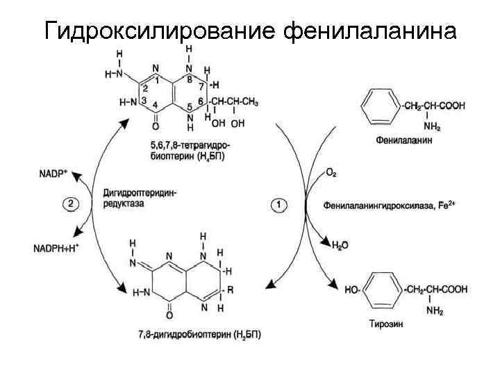 Ферменты фенилаланина. Гидроксилирование фенилаланина. Ароматическое гидроксилирование фенилаланина. Гидроксилирование бензола. Реакции гидроксилирования желчных кислот.