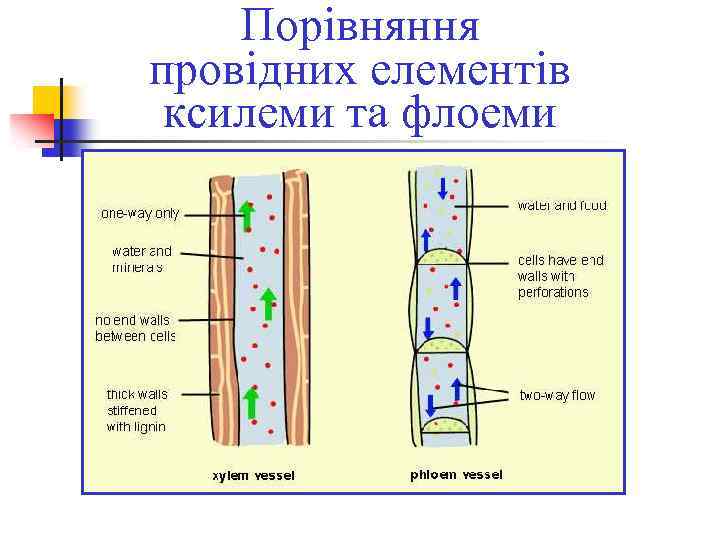 Порівняння провідних елементів ксилеми та флоеми 