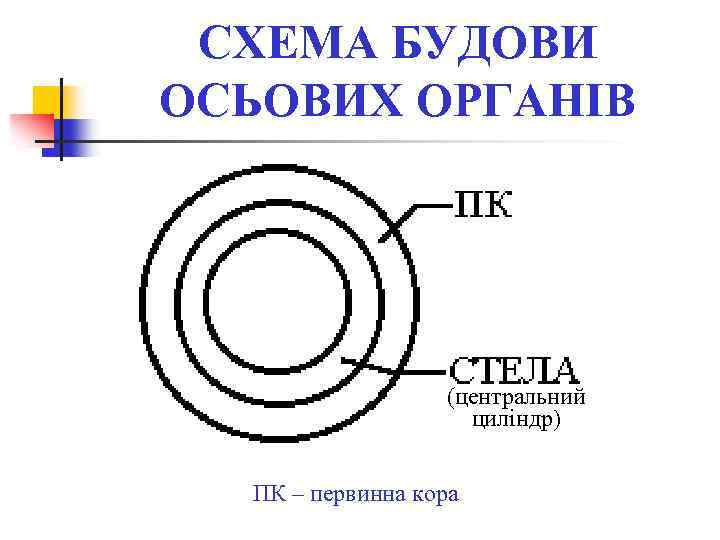 СХЕМА БУДОВИ ОСЬОВИХ ОРГАНІВ (центральний циліндр) ПК – первинна кора 